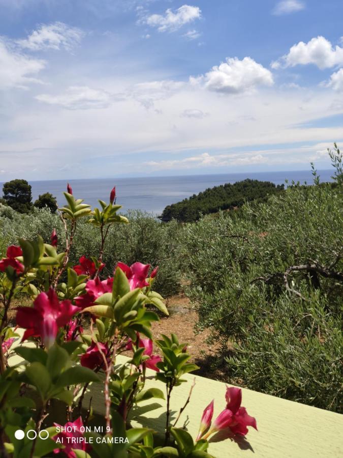 Elia House 1 Astoning Sea View Among The Olive Trees Appartement Patitiri Buitenkant foto